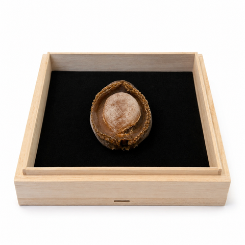 「常溫商品」冬蟲夏草 1兩(37.5克)裝