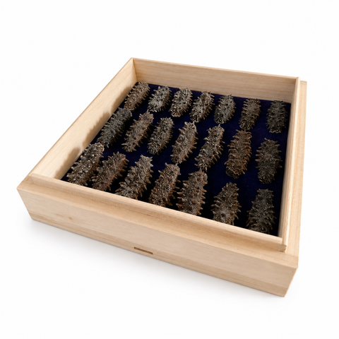 「常溫商品」冬蟲夏草 1兩(37.5克)裝